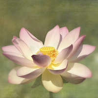 Buy canvas prints of Lotus Flower by Kim Hojnacki