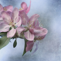 Buy canvas prints of Spring Blossoms by Kim Hojnacki