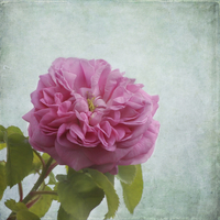 Buy canvas prints of A Rose by Kim Hojnacki