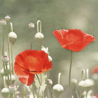 Buy canvas prints of Red Poppy Flowers by Kim Hojnacki
