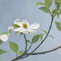Buy canvas prints of Dogwood Blossom Flowers by Kim Hojnacki