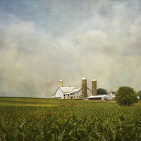 Buy canvas prints of Amish Farmland by Kim Hojnacki
