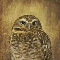 Buy canvas prints of Owl by Kim Hojnacki