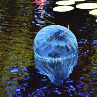 Buy canvas prints of Chihully Blown Glass Ball by Pamela Briggs-Luther