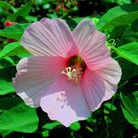 Buy canvas prints of Pink Hibiscus by Pamela Briggs-Luther