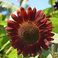 Buy canvas prints of Red Sunflower by Pamela Briggs-Luther