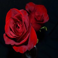 Buy canvas prints of Double Red Roses by Pamela Briggs-Luther