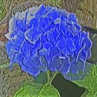 Buy canvas prints of Hydrangea Blues by Pamela Briggs-Luther