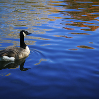 Buy canvas prints of Goose on blue waters by Michael Gibson