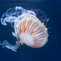 Buy canvas prints of Sea Nettle by Juha Remes
