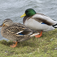 Buy canvas prints of Couple of Mallard Ducks by Juha Remes