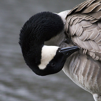 Buy canvas prints of Canada Goose Preening by Juha Remes