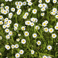 Buy canvas prints of Chamomile Flowers by Juha Remes