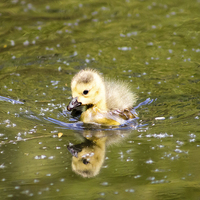 Buy canvas prints of Baby Gosling by Juha Remes