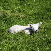 Buy canvas prints of Young Lamb by Juha Remes
