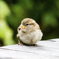 Buy canvas prints of House Sparrow by Juha Remes