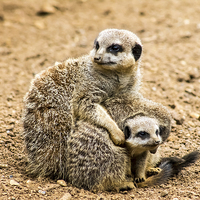 Buy canvas prints of Adult Meerkat and Cubs  by Juha Remes