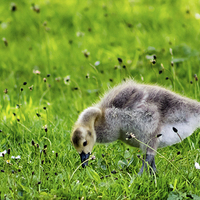 Buy canvas prints of Baby Gosling by Juha Remes