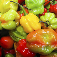 Buy canvas prints of Scotch Bonnet Chilli Peppers by Juha Remes