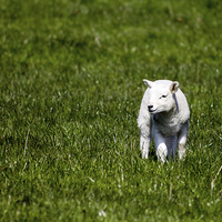 Buy canvas prints of  Young Lamb by Juha Remes