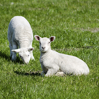 Buy canvas prints of Two Lambs by Juha Remes