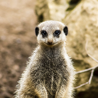 Buy canvas prints of Adult Meerkat by Juha Remes