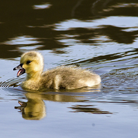 Buy canvas prints of Canada Goose gosling by Juha Remes