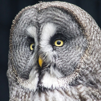 Buy canvas prints of Great Grey Owl by Juha Remes