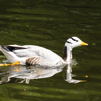 Buy canvas prints of Bar-headed Goose by Juha Remes