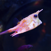 Buy canvas prints of Longhorn cowfish by Juha Remes