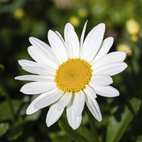 Buy canvas prints of Summer Daisy by Juha Remes