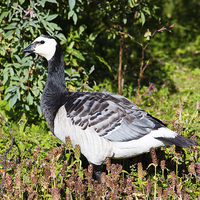 Buy canvas prints of Barnacle Goose by Juha Remes