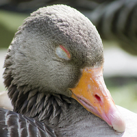 Buy canvas prints of Greylag Goose by Juha Remes