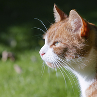 Buy canvas prints of Orange and White Cat by Juha Remes