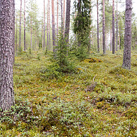 Buy canvas prints of Forest in Finland by Juha Remes