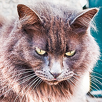 Buy canvas prints of Street Cat by Juha Remes