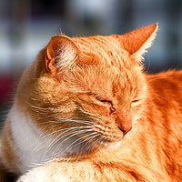 Buy canvas prints of Street Cat by Juha Remes