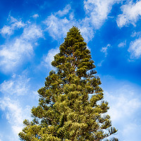 Buy canvas prints of Canary Islands Pine by Juha Remes