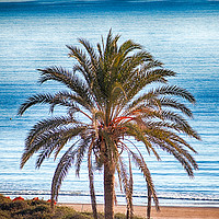 Buy canvas prints of Palm Tree by Juha Remes