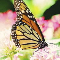 Buy canvas prints of Glowing Monarch by Nicole Rodriguez