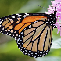 Buy canvas prints of Nectaring Monarch by Nicole Rodriguez
