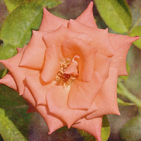Buy canvas prints of Star of a Rose by Nicole Rodriguez