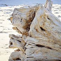 Buy canvas prints of Driftwood by Nicole Rodriguez