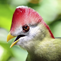 Buy canvas prints of Turaco by Nicole Rodriguez