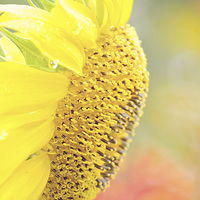 Buy canvas prints of Essence of a Sunflower by Nicole Rodriguez