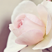 Buy canvas prints of Peaceful Pink Rose by Nicole Rodriguez