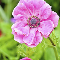 Buy canvas prints of Anemone Beauty by Nicole Rodriguez