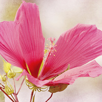 Buy canvas prints of Rosy Hibiscus by Nicole Rodriguez