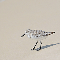 Buy canvas prints of Sandpiper Out For a Walk by Nicole Rodriguez