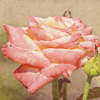 Buy canvas prints of Peaches and Cream Rose by Nicole Rodriguez